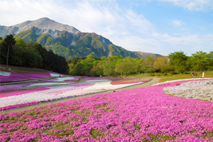 羊山公園の芝桜