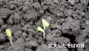 拡大したそばの芽
