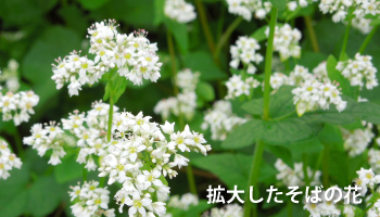 拡大したそばの花