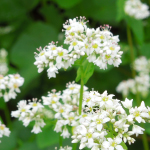 そばの花
